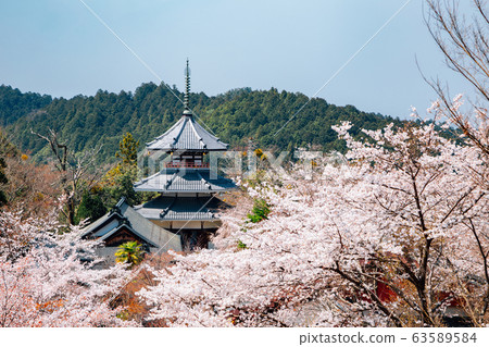 Yoshino mountain Kinpusen-ji temple with spring cherry blossoms in Nara, Japan 63589584