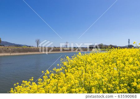 Rape blossoms on the riverbed of the Onga River Nogata, Fukuoka Prefecture 63590068