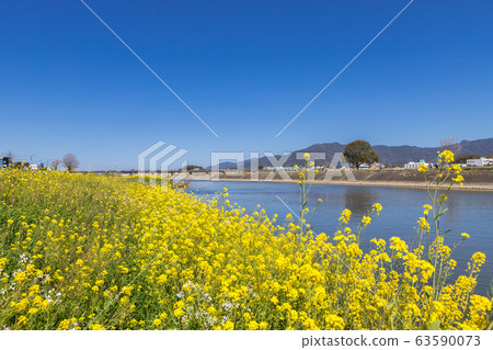 Rape blossoms on the riverbed of the Onga River Nogata, Fukuoka Prefecture 63590073