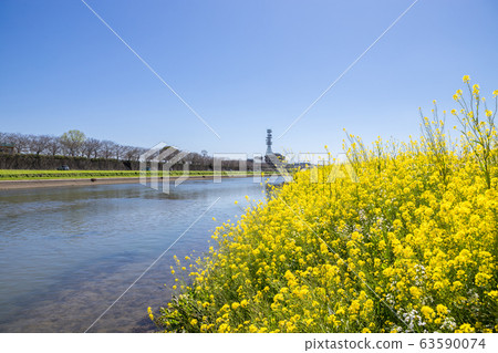 福岡縣昂加河永田市河床上的油菜開花 63590074