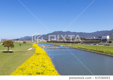 福岡縣昂加河永田市河床上的油菜開花 福岡縣昂加河永田市河床上的油菜開花 63590091