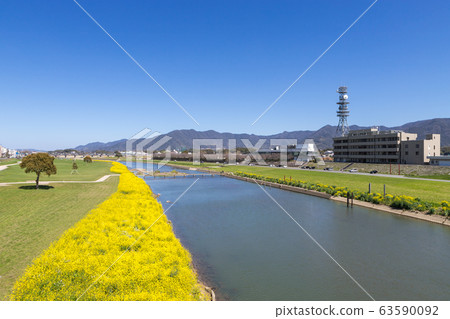 福岡縣昂加河永田市河床上的油菜開花 63590092