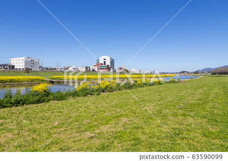 福岡縣昂加河永田市河床上的油菜開花 福岡縣昂加河永田市河床上的油菜開花 63590099