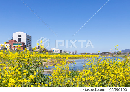 福岡縣昂加河永田市河床上的油菜開花 福岡縣昂加河永田市河床上的油菜開花 63590100