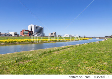 福岡縣永田市長賀河河床上的油菜花和永田市政府 福岡縣永田市長賀河河床上的油菜花和永田市政府 63590102