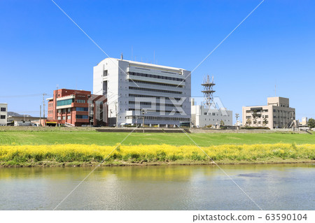 福岡縣永田市長賀河河床上的油菜花和永田市政府 63590104