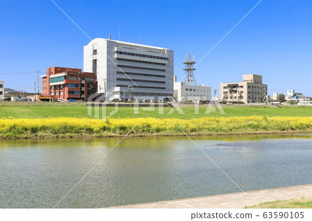 福岡縣永田市長賀河河床上的油菜花和永田市政府 福岡縣永田市長賀河河床上的油菜花和永田市政府 63590105
