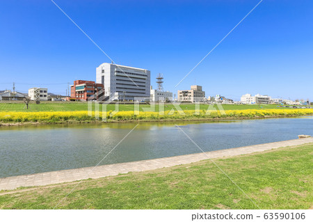 福岡縣永田市長賀河河床上的油菜花和永田市政府 福岡縣永田市長賀河河床上的油菜花和永田市政府 63590106