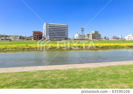 福岡縣永田市長賀河河床上的油菜花和永田市政府 福岡縣永田市長賀河河床上的油菜花和永田市政府 63590108
