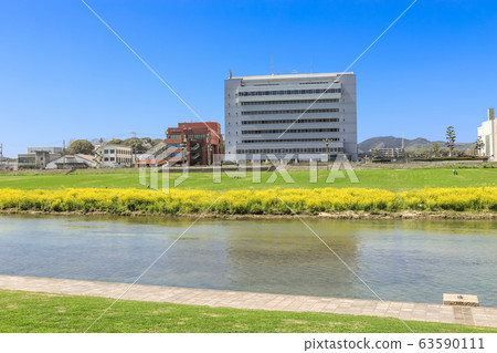 福岡縣永田市長賀河河床上的油菜花和永田市政府 福岡縣永田市長賀河河床上的油菜花和永田市政府 63590111