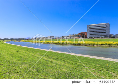 福岡縣永田市長賀河河床上的油菜花和永田市政府 福岡縣永田市長賀河河床上的油菜花和永田市政府 63590112