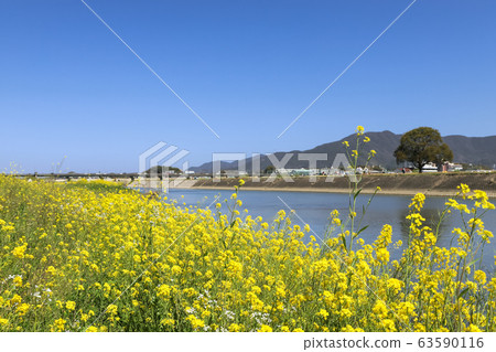 Rape blossoms on the riverbed of the Onga River Nogata, Fukuoka Prefecture Rape blossoms on the riverbed of the Onga River Nogata, Fukuoka Prefecture 63590116