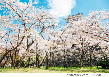 Nagahama castle with cherry blossoms in Shiga, Japan 63590198