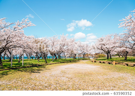 Nagahama Ho park and Lake Biwa with cherry blossoms in Shiga, Japan 63590352