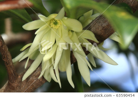 Nature plants shikimi, poisonous plants. The leaves and bark are fragrant and seem to be used as raw materials for incense 63590454