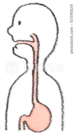 Mouth, esophagus, stomach image Mouth, esophagus, stomach image 63590829