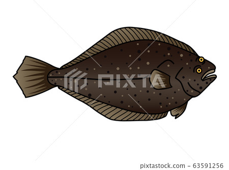 Fish illustration Fish illustration 63591256