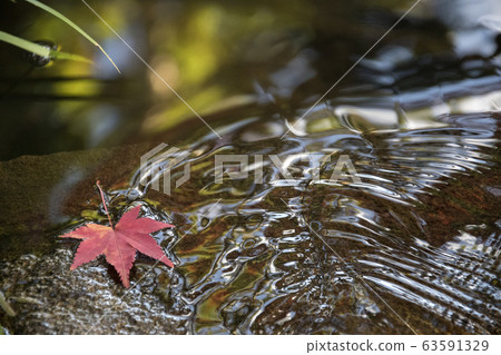 Autumn leaves floating on water with autumn colors 63591329