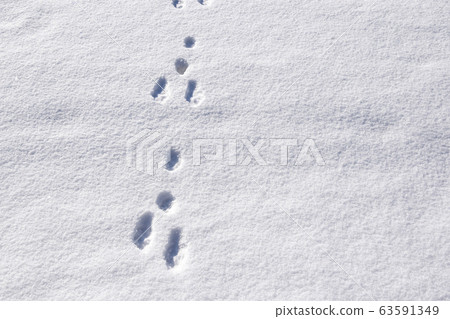 Rabbit footprints on snow Rabbit footprints on snow 63591349