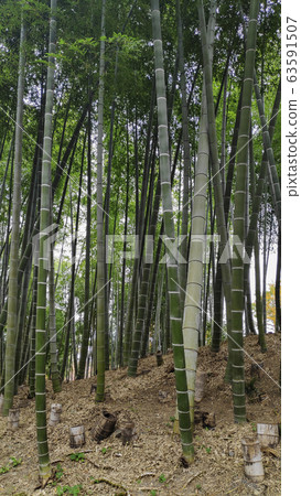 Arashiyama Bamboo Forest famous place in Kyoto Arashiyama Bamboo Forest famous place in Kyoto 63591507