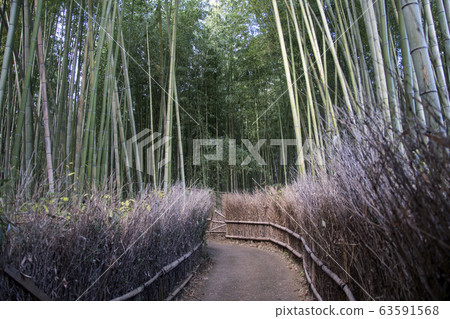 Arashiyama Bamboo Forest famous place in Kyoto 63591568