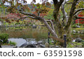 Autumn season colorful of leaves in Maruyama Park 63591598