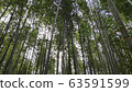 Arashiyama Bamboo Forest famous place in Kyoto 63591599