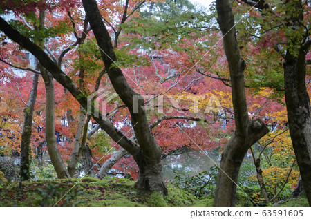 Eikando Zenrinji gardens in Kyoto, Japan 63591605