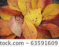 Beautiful dry leaves of yellow fallen to the 63591609