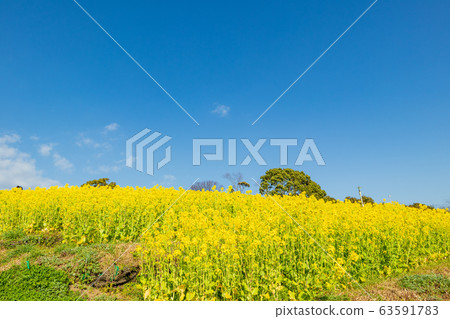 Rape blossoms at Kobe general athletic park Rape blossoms at Kobe general athletic park 63591783