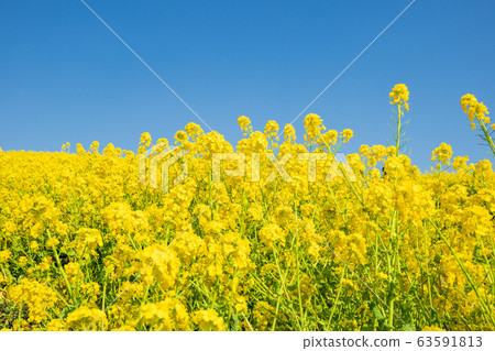 Rape blossoms at Kobe general athletic park 63591813
