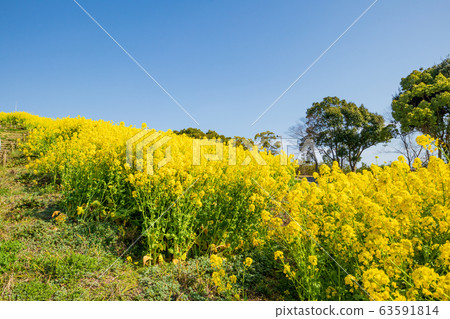 在神戶一般運動公園強姦花 63591814
