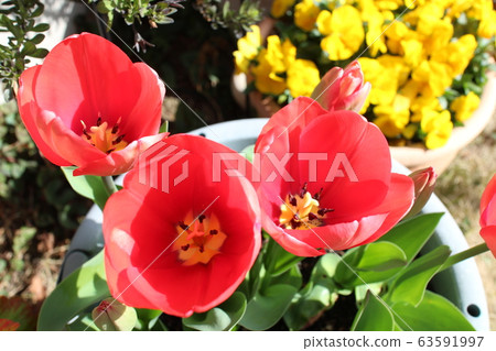 Tulip Tulip 63591997