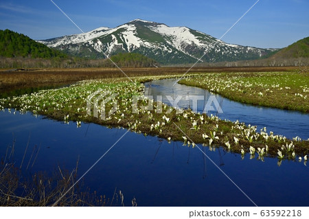 Mizubasho blooms in Ozegahara, Obori River below and Mt. 63592218