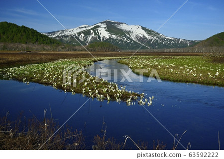 Mizubasho blooms in Ozegahara, Obori River below and Mt. Mizubasho blooms in Ozegahara, Obori River below and Mt. 63592222