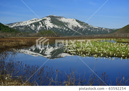 Mizubasho blooming in Ozegahara 63592254