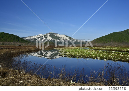 Mizubasho blooming in Ozegahara 63592258