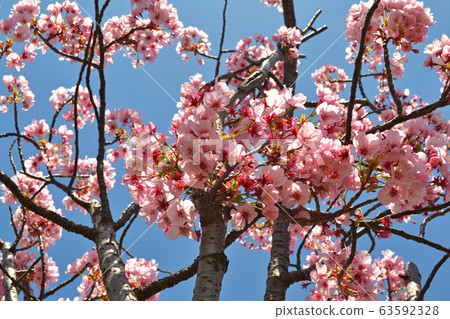 Youkou Sakura at Minamisenju Shioiri Park, Arakawa-ku 63592328
