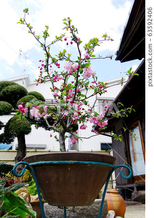 櫻花盆栽植物 櫻花盆栽植物 63592406