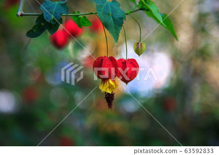 Beautiful flowers, scent of flowers, fragrant scent, bud Beautiful flowers, scent of flowers, fragrant scent, bud 63592833