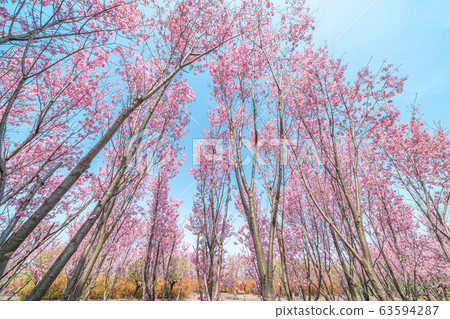 um田稻田春天的園丁京王櫻花/東海櫻花 63594287