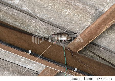 The rat walk in the space between the wooden beam and the roof tiles, Hiding of mice , Rodent damage and disasters when it chew electrical wire 63594723