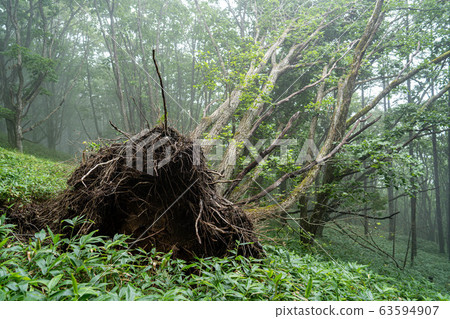 Misty forest landscape 63594907
