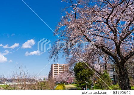 Spring scenery Yoshino cherry blossoms Spring scenery Yoshino cherry blossoms 63595645