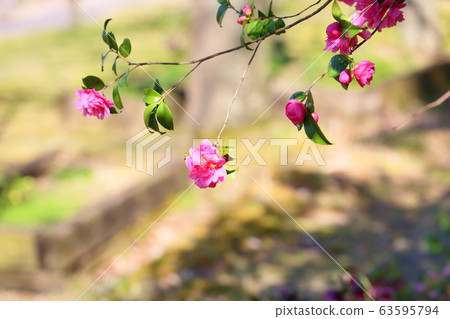 粉紅色的山茶花 63595794