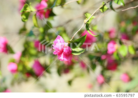 粉紅色的山茶花 63595797