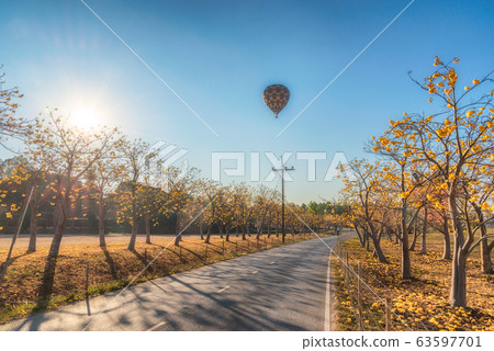 The scenery of the lonely hot air balloon flying over the road that on both side was full of the trees with yellow flowers in Chiang Rai, Thailand. 63597701