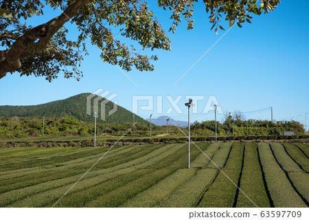 The scenery of Osulloc tea plantation with the small wind turbines in Jeju island, South Korea. 63597709