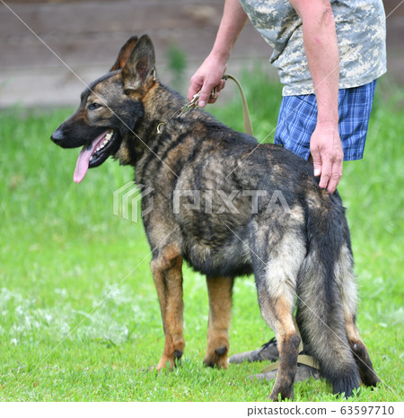 Dog breed Herder or Belgian Shepherd on a walk 63597710