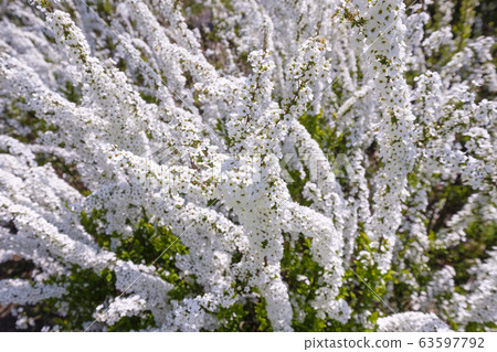 Feline Willi 63597792